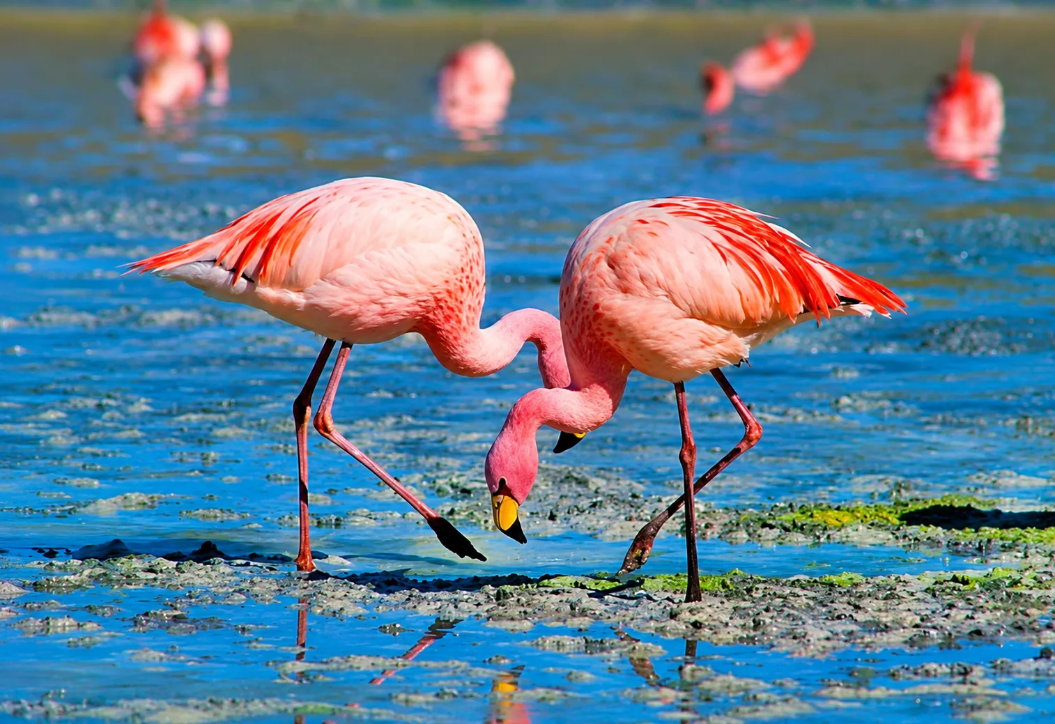 Baku Flamingo Tour & Caspian Sturgeon Coast