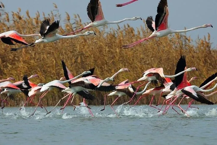 Shirvan National Park Tour from Baku: Gazelle Safari & Flamingos — photo 7