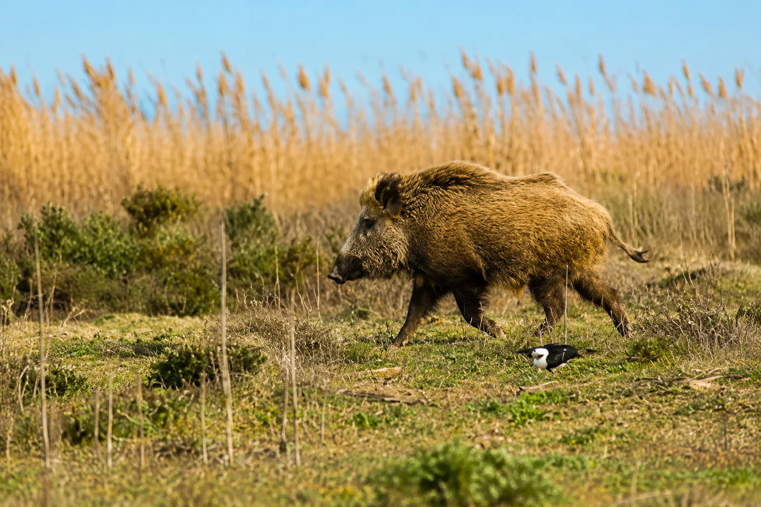 Shirvan National Park Tour from Baku: Gazelle Safari & Flamingos — photo 6